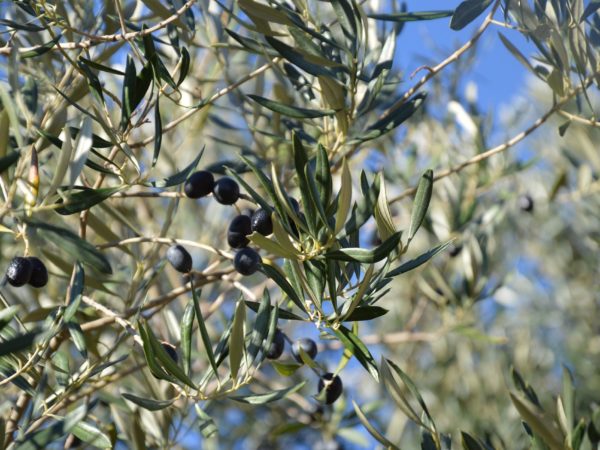 De olijfboom