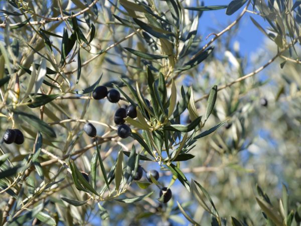 The olive tree