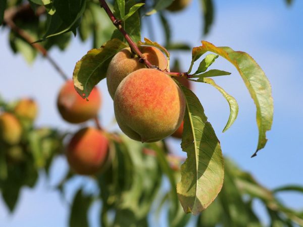 The peach tree